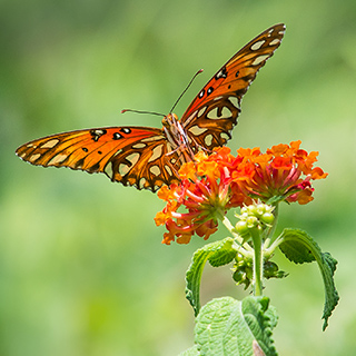 Cerro Lodge - Butterfly